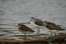 Dsc_0078 bgh (5)